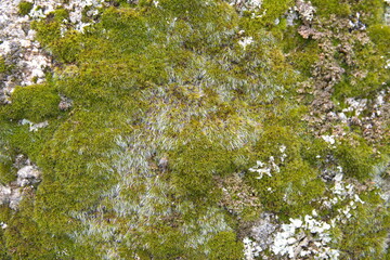 Old stone moss background, natural background mockup