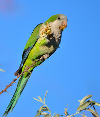 argentine parakeet (myopsitta monachus), pest bird