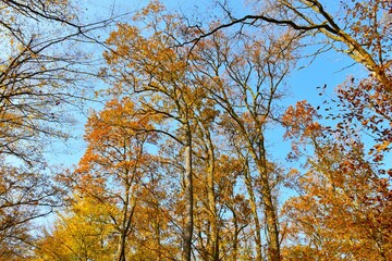 Obraz premium Tree tops in autumn yellow and orange colors of pedunculate oak (Quercus robur) trees