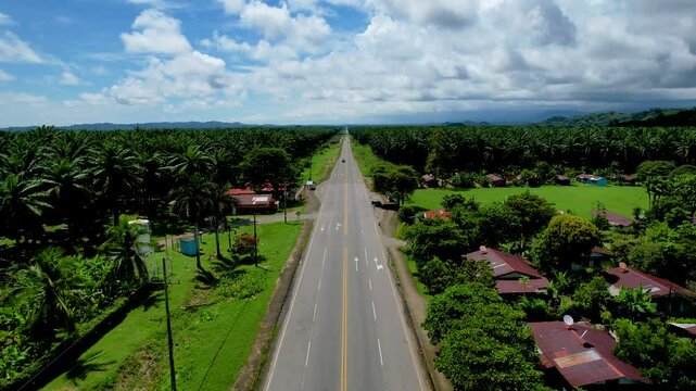 Beautiful aerial footage of the African oil palm tree plantation in Costa Rica 