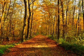 Leaf covered road leading through lowland Krakovski Gozd forest in autumn in Dolenjska, Slovenia