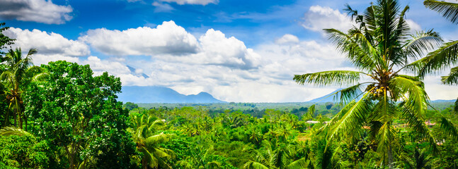 Beautiful jungle forest in Bali, Indonesia