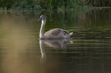swan between reed, cute waterbird, young mute swan in the sunlight, young swan on the pond, young swan between green branches, elegant water bird in the pond