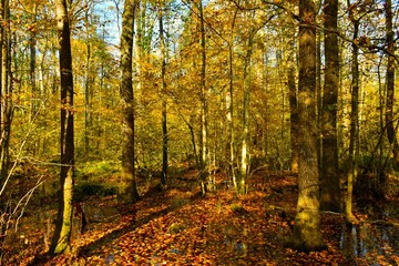 Yellow and golden colored swamp deciduous, broadleaf forest with leaves in the water