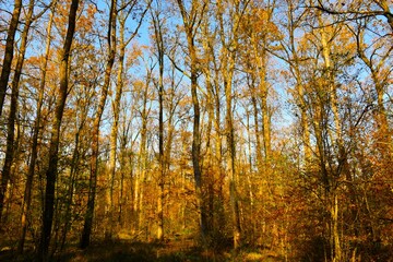 Pedunculate oak trees in autumn colors in broadleaf, deciduous Krakovski Gozd lowland forest in Dolenjska, Slovenia