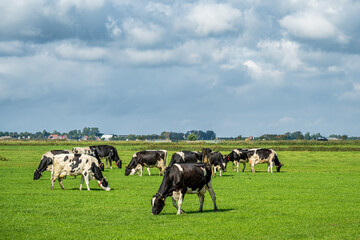 Holsteiner Kühe auf einer grünen Weide, Texel