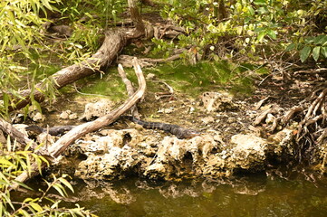 Naklejka premium ALLIGATOR - EVERGLADES