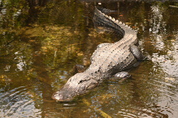 ALLIGATOR - EVERGLADES