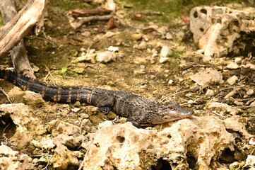 ALLIGATOR - EVERGLADES