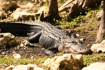 ALLIGATOR - EVERGLADES