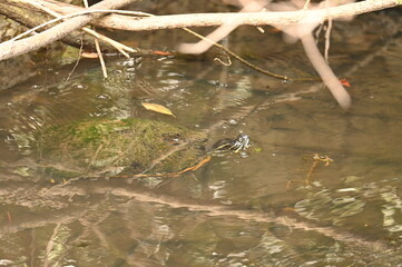 ALLIGATOR - EVERGLADES