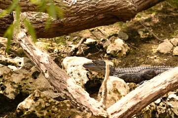 ALLIGATOR - EVERGLADES