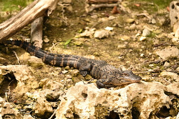 ALLIGATOR - EVERGLADES