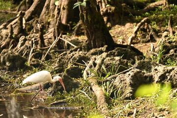 ALLIGATOR - EVERGLADES