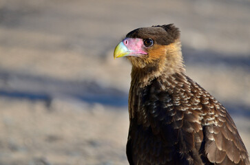 carancho (caracara planus), scavenger bird Argentine Patagonia