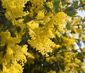 Naklejka premium Acacia dealbata in bloom, Acacia derwentii with yellow flowers , mimosa tree