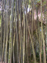 Obraz premium Forêt de bambous 