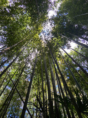 Fototapeta premium Forêt de bambous 