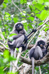The Dusky Langur is living in Kaeng Krachan National Park, Phetchaburi Province, Thailand