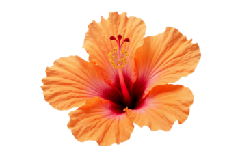 orange flower isolated on white