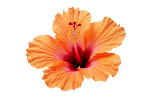 orange flower isolated on white