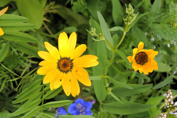 Yellow glandular cape marigold flowers in close-up