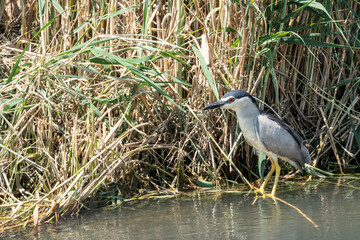 Black-crowned Night Heron (Nycticorax nycticorax) in a Delta del Ebro Natural park. Spain.