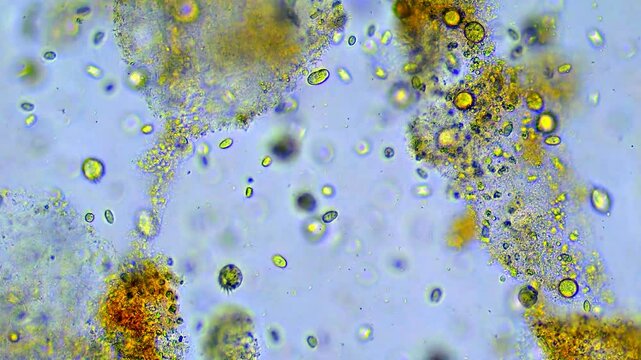 Microorganisms under microscope. Organisms Unicellular.