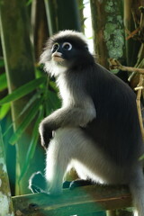 The Dusky Langur is living in Kaeng Krachan National Park, Phetchaburi Province, Thailand
