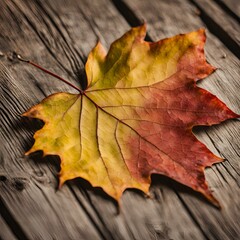 autumn maple leaf