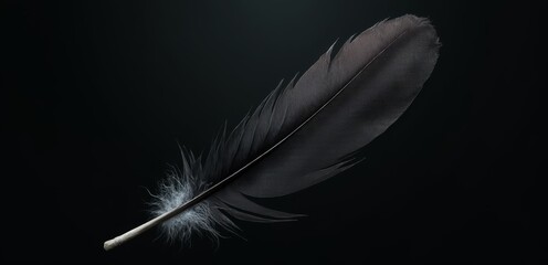 Obraz premium A black feather on a black background