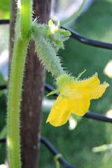 A close-up of a growing baby cucumber with a yellow flower at the end of the cucumber, green leaves