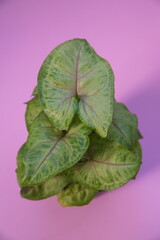 Syngonium podophyllum is a species of aroid that is a popular houseplant. Common names include: arrowhead plant, arrowhead vine, goosefoot, on pink background