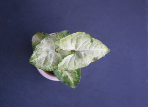 Syngonium podophyllum is a species of aroid that is a popular houseplant. Common names include: arrowhead plant, arrowhead vine, goosefoot, nephthytis