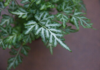Foliage of ornamental fern, pteris enciformis, on turquoise green background
