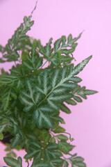 Foliage of ornamental fern, pteris enciformis, on turquoise green background