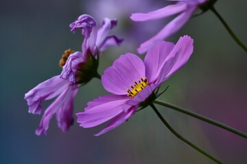 garden cosmos flower bloom pink purple close up