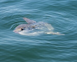 Obraz premium Sunfish swimming near the ocean surface