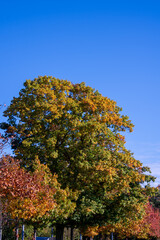 Naklejka premium Riehen, Switzerland, is stunning in autumn, with vibrant foliage turning parks, woodlands, and riverbanks into a colorful display. A perfect time for scenic walks and photography.