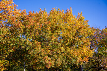 Riehen, Switzerland, is stunning in autumn, with vibrant foliage turning parks, woodlands, and riverbanks into a colorful display. A perfect time for scenic walks and photography.