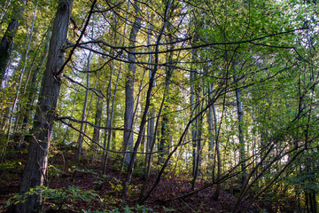 Riehen, Switzerland, is stunning in autumn, with vibrant foliage turning parks, woodlands, and riverbanks into a colorful display. A perfect time for scenic walks and photography.