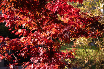 Riehen, Switzerland, is stunning in autumn, with vibrant foliage turning parks, woodlands, and riverbanks into a colorful display. A perfect time for scenic walks and photography.






