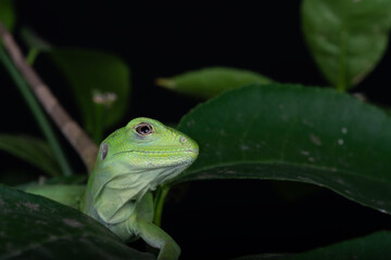 Speedy the Mexican Spiny Tailed Iquana