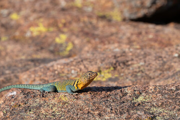 Eastern Collared Lizard on the Rocks 