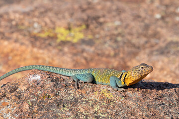 Eastern Collared Lizard on the Rocks 