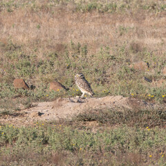 Burrowing Owl on its Nest 