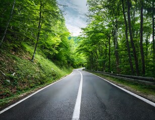 Fototapeta premium road in the woods