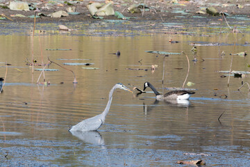 Great Blue Heron Hunting 