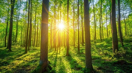 Obraz premium Enchanting Sunlight Filtering Through Lush Green Forest Trees Creating a Magical Atmosphere of Serene Nature and Vibrant Outdoor Scenery in Early Morning Light