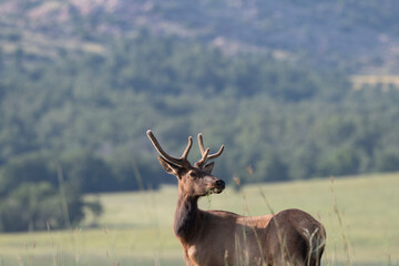 Elk in Velvet 